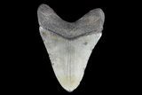 Large, Fossil Megalodon Tooth #93510-2